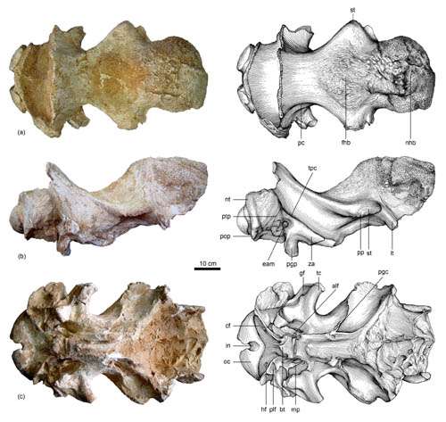 Tandem-horned rhino from the Late Miocene of northwestern China reveals origin of the unicorn Elasmothere