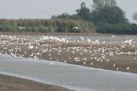 Targeted action needed to protect waterbirds