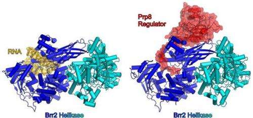 Team finds how a key enzyme of the spliceosome exerts its controlling function