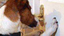 Technology for dogs to assist humans in the home