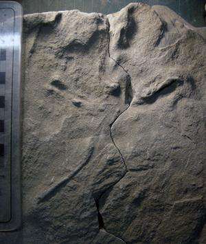 Tell-tale toes point to oldest-known fossil bird tracks from Australia