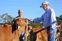 Temperament plays key role in cattle health