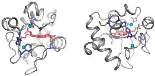 Temperature-dependent radiolysis reveals dynamics of bound protein waters