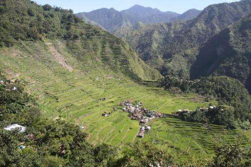 Terraced rice paddies in the town of Banaue, Ifugao province, in northern Luzon, the Philippines on June 11, 2012