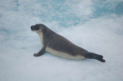 The bacterium Brucella pinnipedialis has little effect on health of hooded seal