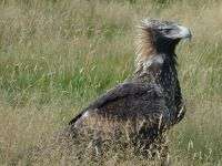 The big birds came to Tassie by sea, scientists find
