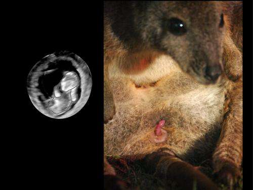 The climb to the pouch begins in utero