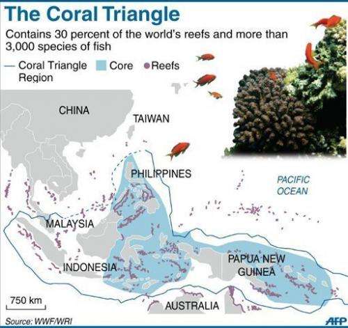 The Coral Triangle that covers Indonesia, the Philippines and Papua New Guinea