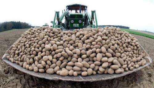 The EU's second highest court Friday annulled a European Commission decision to authorise a genetically modified potato develope