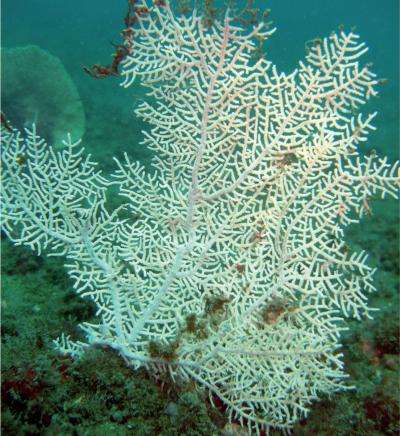 The Gorgons of the eastern Pacific: scientists describe 2 new gorgonian soft coral species
