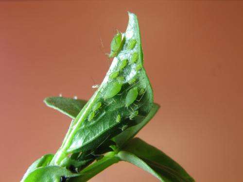 The impressive aerial maneuvers of the pea aphid