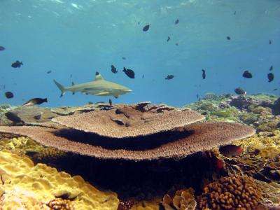 The Line Islands Collection -- Microbial dynamics of coral reef robustness and decline