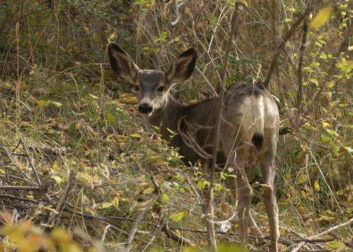 The maternal effect: How mother deer protect their future kings