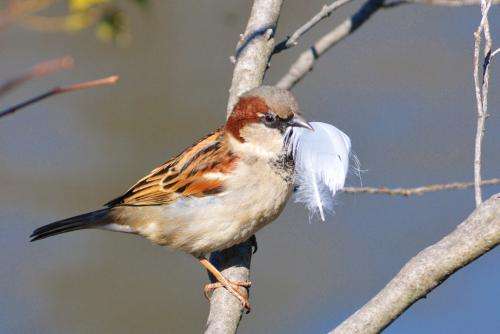 The more feathers a male sparrow carries to the nest, the more eggs the female will lay