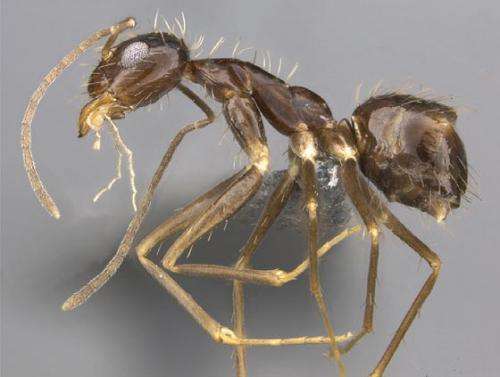 The most widespread ant and its new relative: A revision of the genus Paratrechina