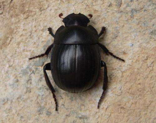 The mysterious scarab beetles: 2 new species of the endangered ancient genus Gyronotus