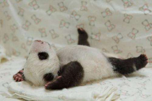 The newborn panda cub Yuan Zai plays at Taipei City Zoo, on August 11, 2013