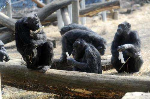 The Non Human Rights Project want chimpanzees to be given the right to freedom