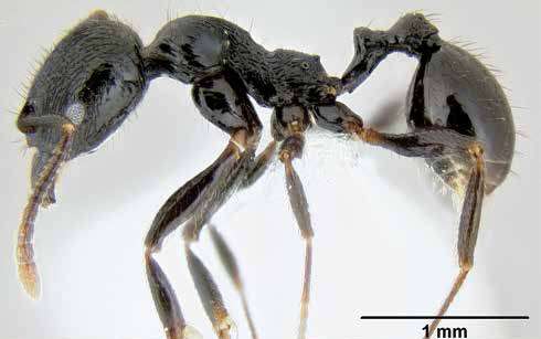 The peculiar life history of Middle American Stenamma ants