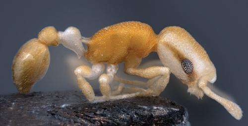 The pirate ant: A new species from the Philippines with a bizarre pigmentation pattern