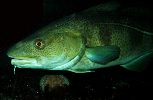 The regulation of puberty and maturation in cod