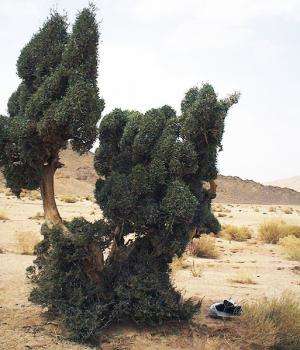 The Sahara olive tree: A genetic heritage to be preserved