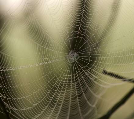 The secrets of spider silk