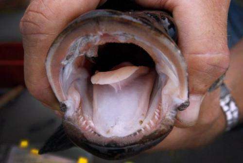 The snakehead fish is very aggressive and eat practically anything, including native fish species