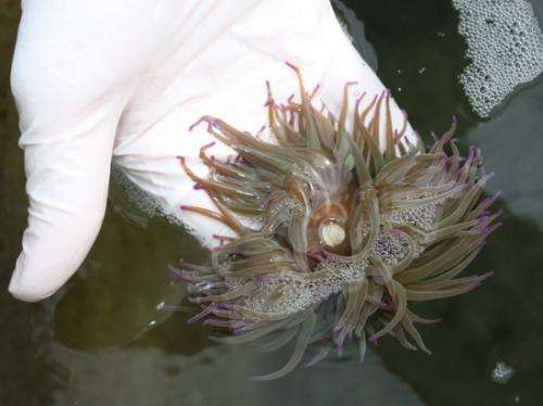 The Snakelocks Anemone, a marine species prized in cooking, has been bred for the first time in captivity