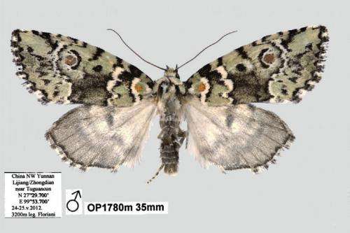 The sun moth: A beautiful new species Stenoloba solaris from China