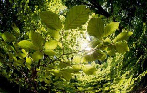 The sun shines through the canopy of leaves in a forest near Hanover, northern Germany, on July 2, 2013