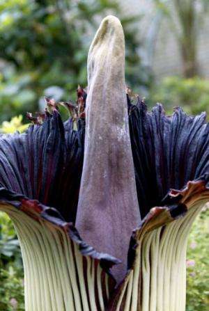 The Titan Arum is known as the &quot;corpse flower&quot; in Indonesia where it was first found