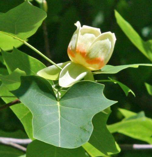 The tulip tree reveals mitochondrial genome of ancestral flowering plant