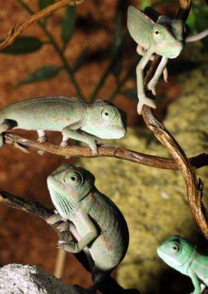 The vast majority of the 195 chameleon species today are found in Africa and Madagascar