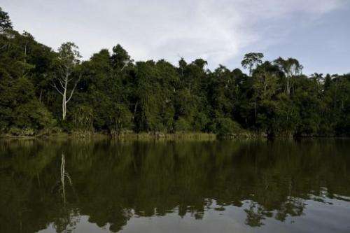 The Yasuni National Park in Orellana province in Ecuador is pictured on November 10, 2012