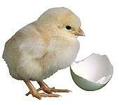 They're cute, but chicks carry salmonella dangers