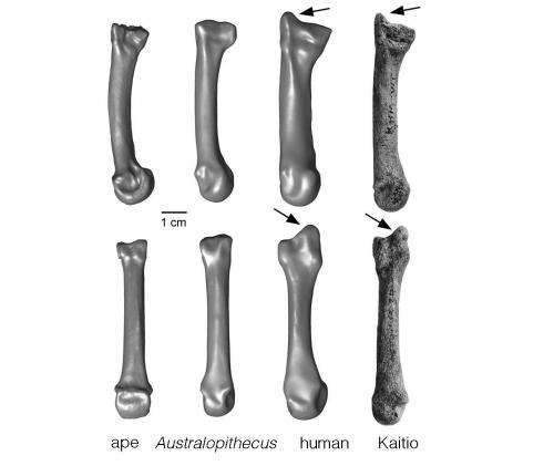 Discovery of 1.4 million-year-old fossil human hand bone closes human evolution gap