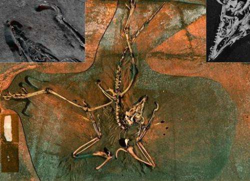 This image recieved May 11, 2010 courtesy of the SLAC National Accelerator Laboratory shows an Archaeopteryx