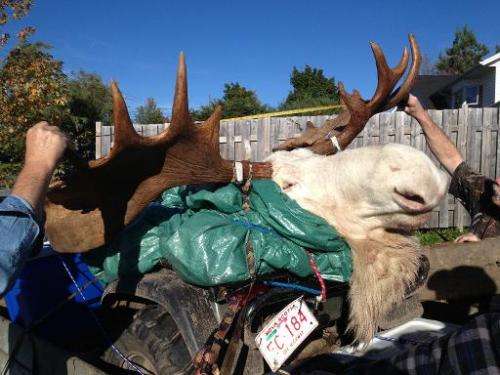 This October 4, 2013, image obtained from Hnatiuk's Hunting &amp; Fishing Ltd., in Lantz, Canada shows a white moose killed by h