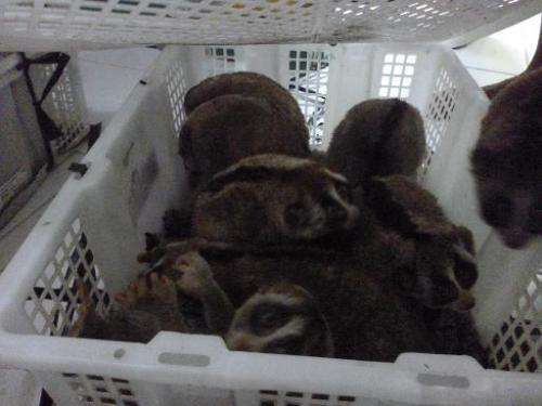 This photo, received from International Animal Rescue Indonesia on November 15, 2013, shows slow lorises sitting in a plastic cr
