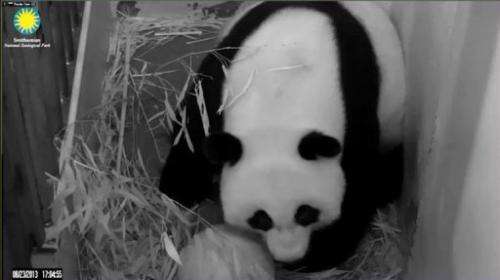 This still image from the PandaCam at the Smithsonian National Zoo in Washington, DC, shows Giant Panda Mei Xiang
