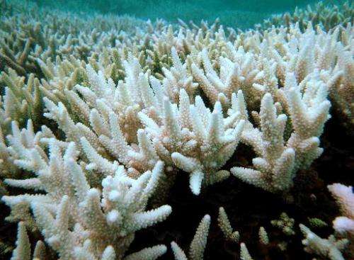This undated file photo released by the Great Barrier Reef Marine Park Authority on April 23, 2009 shows a bleached section of A