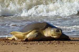 Threatened flatback sea turtle (Natator depressus) returning to nest in the Pilbara