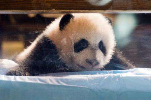 Three month old giant panda Xing Bao looks out from its crib during a presentation to the press at Madrid's Zoo on December 5, 2