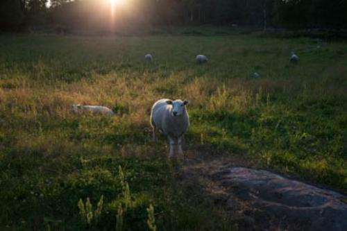 Ticks kill sheep