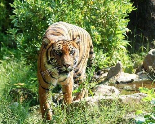 Tigers may still come roaring back
