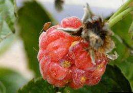 Tiny fly is big trouble for berry growers