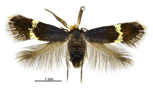 Tiny minotaurs and mini-Casanovas: Ancient pigmy moths reveal secrets of their diversity