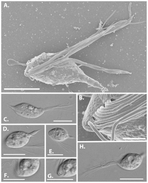 Tiny octopus-like microorganisms named after science fiction monsters: UBC research