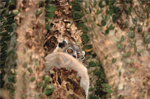 Together alone: Sportive lemurs stay individualists in relationships